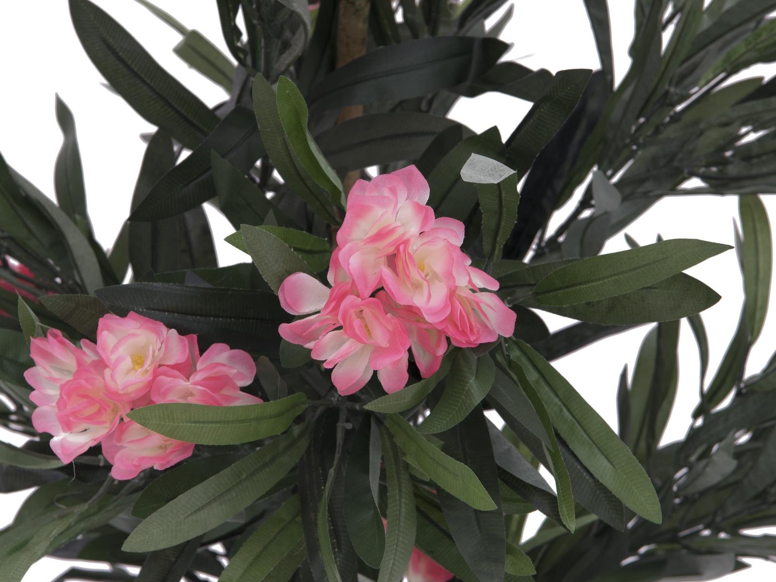 EUROPALMS Oleander tree, pink, 150 cm – Bild 2