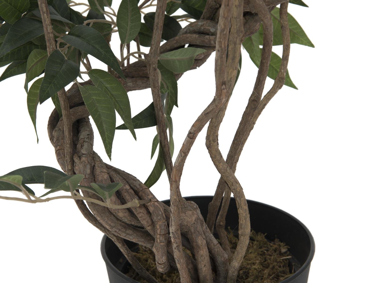 EUROPALMS Ficus Multi Spiralstamm, 130cm