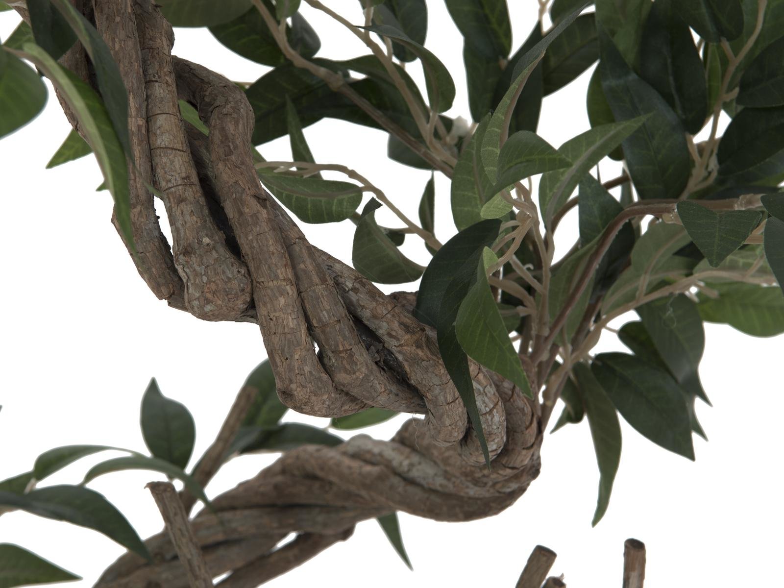 EUROPALMS Ficus Multi Spiralstamm, 130cm