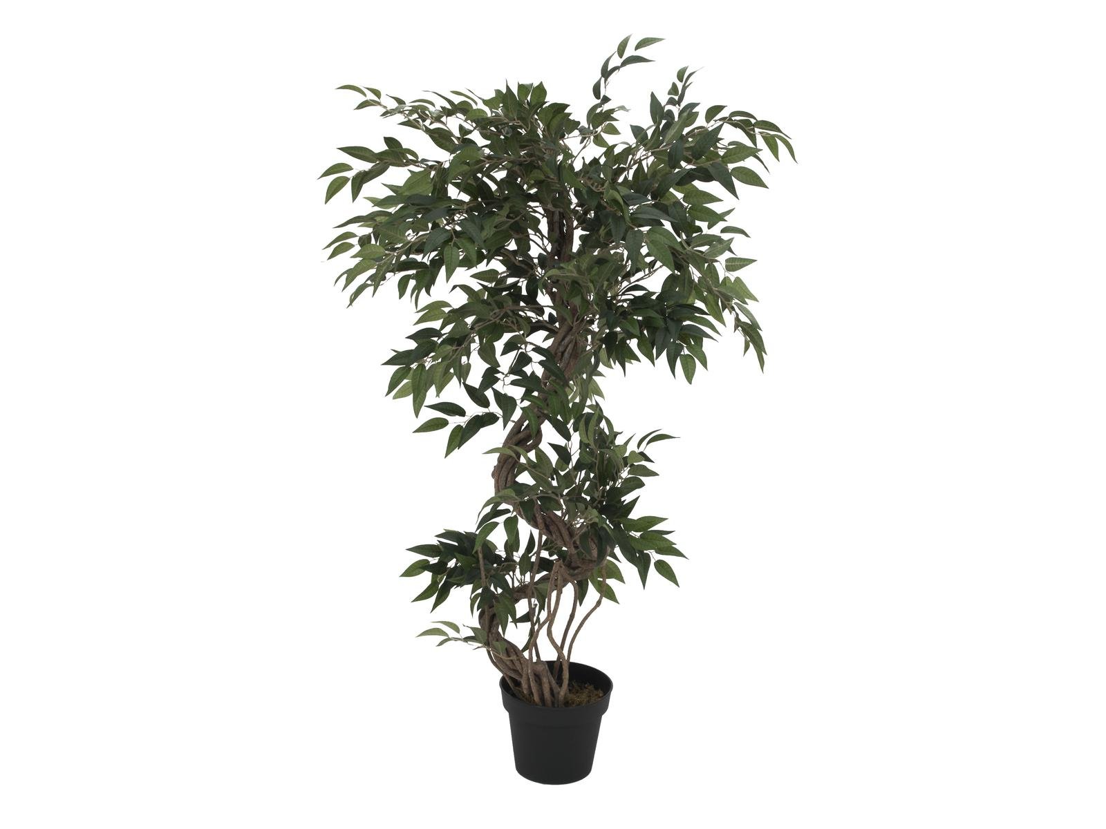 EUROPALMS Ficus Multi Spiralstamm, 130cm EUROPALMS Ficus Multi Spiralstamm, 130cm