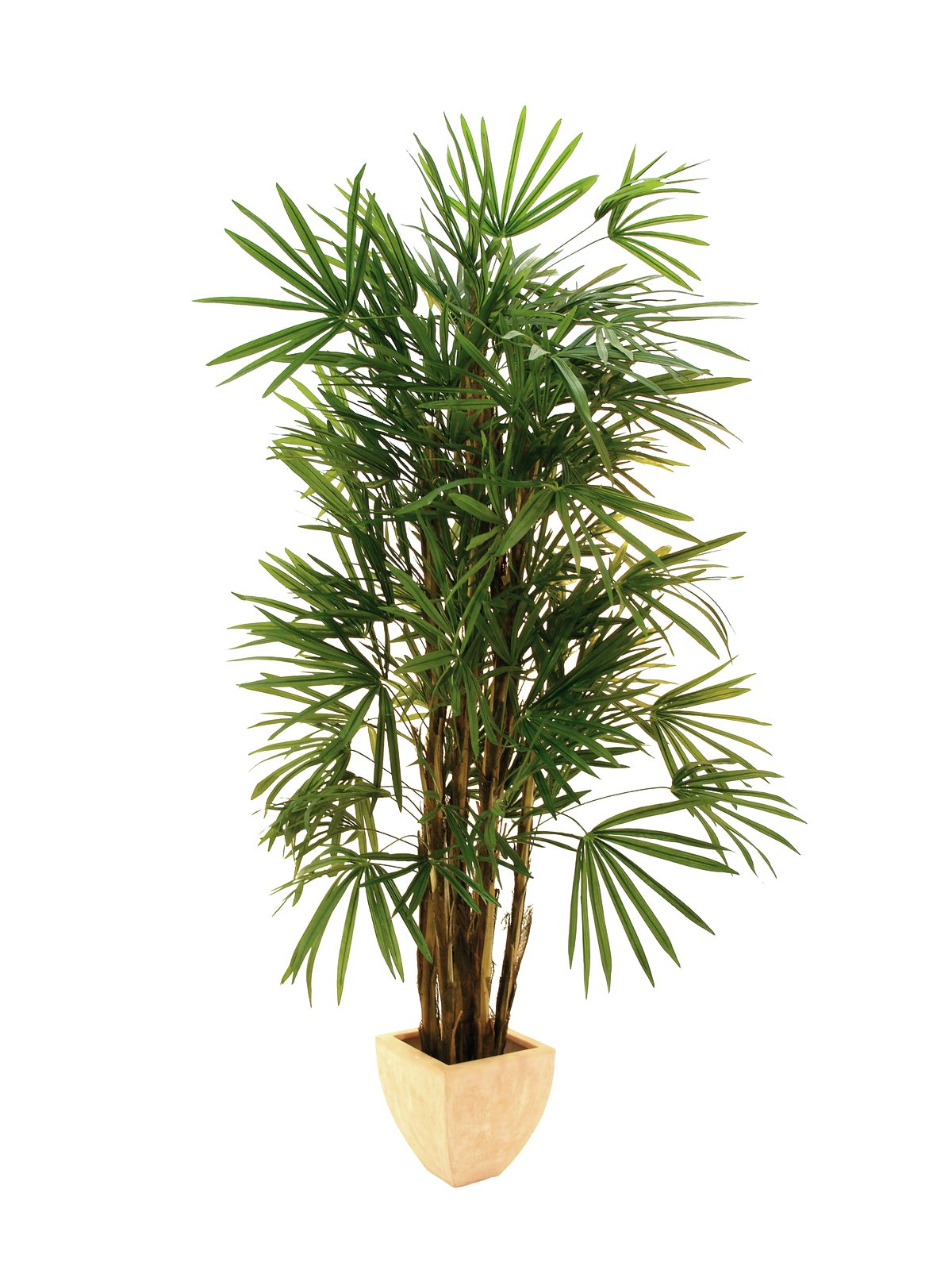 EUROPALMS Steckenpalme, 150cm EUROPALMS Steckenpalme, 150cm
