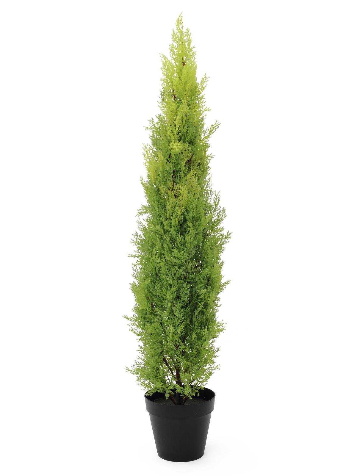 EUROPALMS Zypresse, Leyland, 120cm