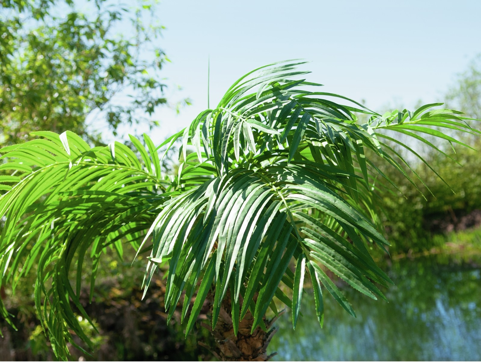 Europalms Phönixpalme luxor, Kunstpflanze, 150cm