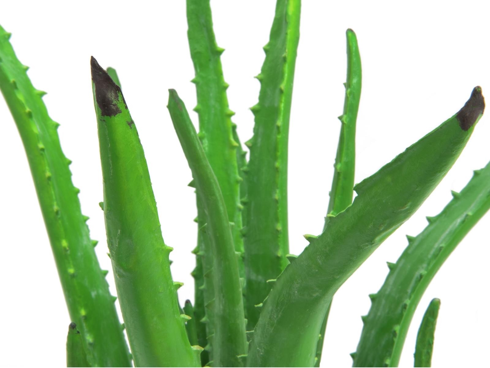 Europalms Aloe-Vera-Pflanze, Kunstpflanze, 63cm