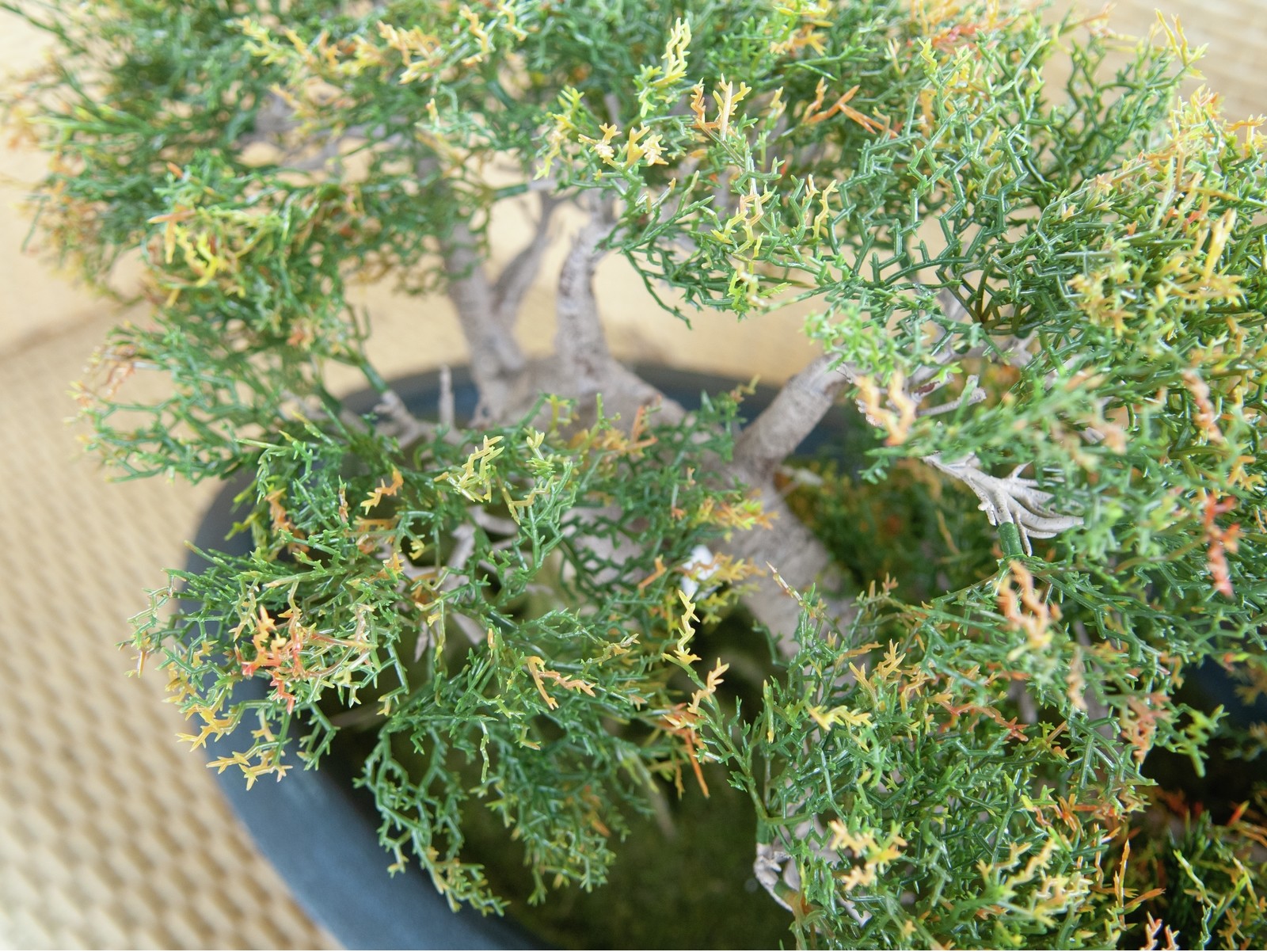 Europalms Bonsai-Zeder, Kunstpflanze, 40cm – Bild 3