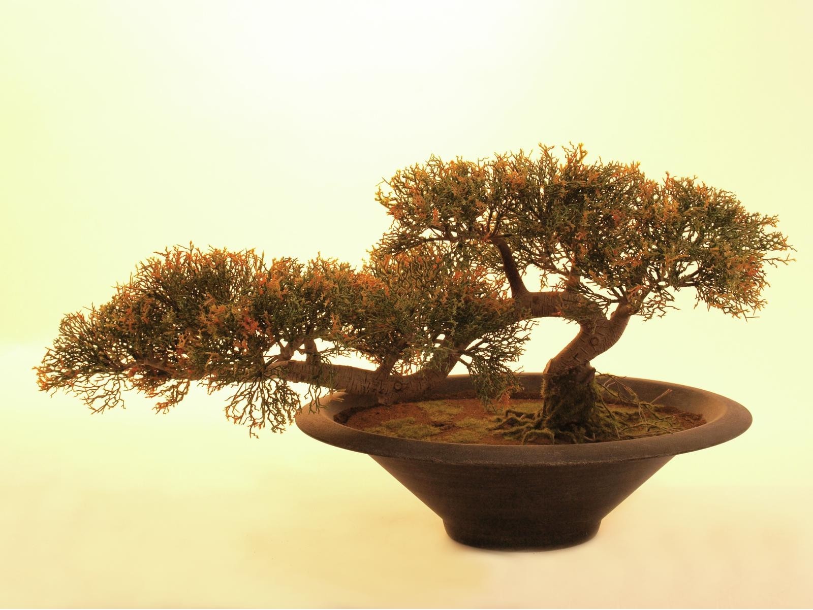Europalms Bonsai-Zeder, Kunstpflanze, 40cm