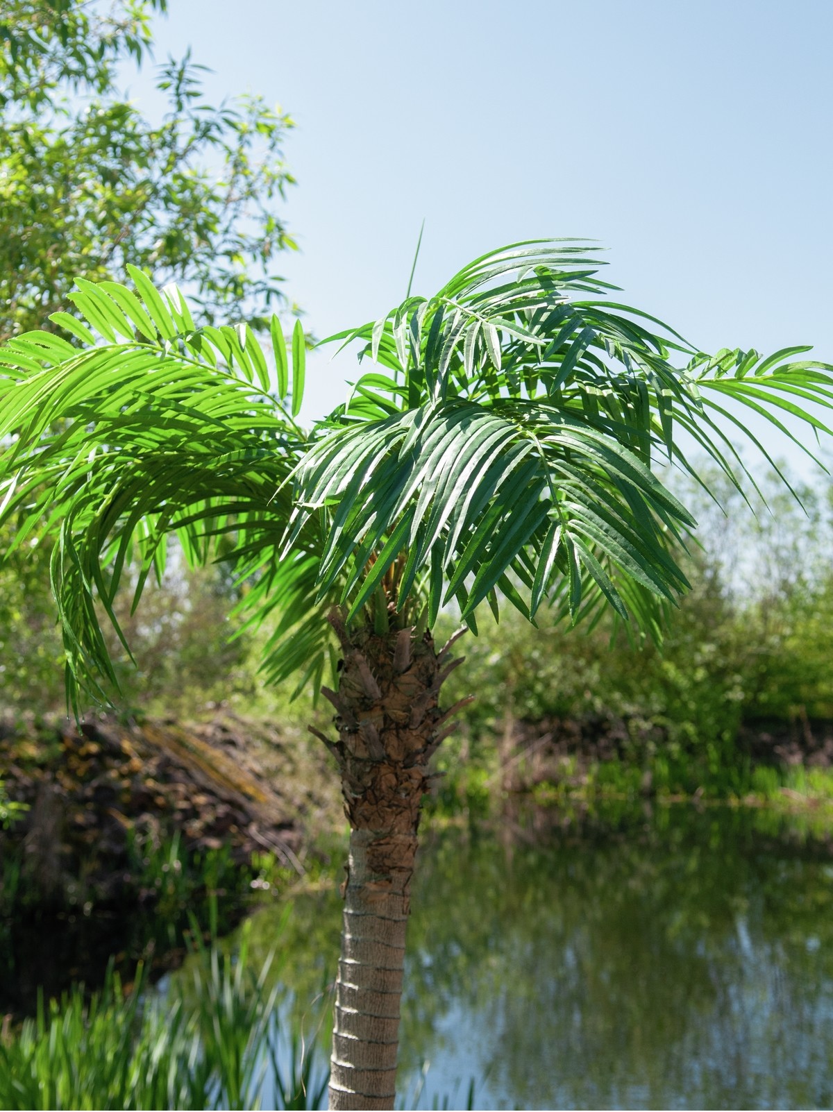 Europalms Phönixpalme luxor, Kunstpflanze, 150cm