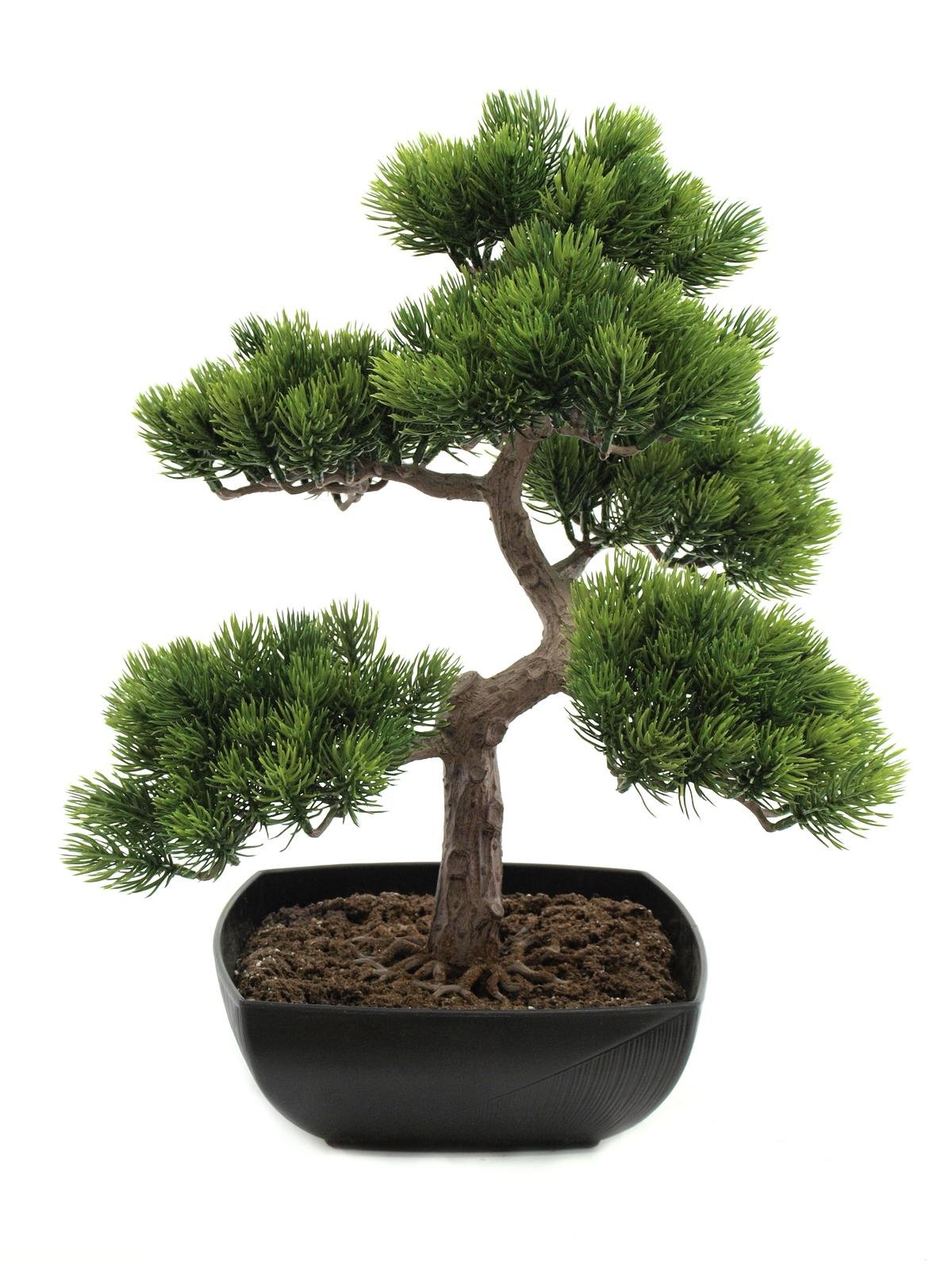 EUROPALMS Bonsai-Pinie, 50cm